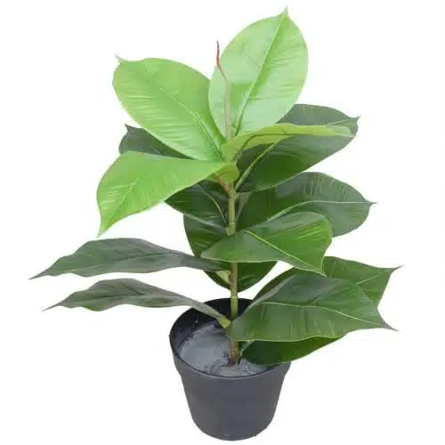 Artificial Potted Rubber Plant 55cm - Green - Home & Garden > Artificial Plants > Artificial Trees - Rivercity House & Home Co. (ABN 18 642 972 209) - Affordable Modern Furniture Australia
