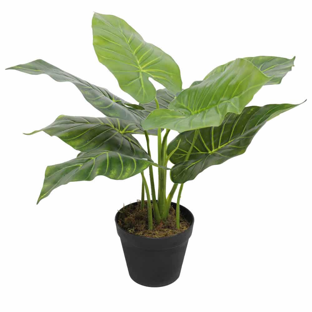 Artificial Potted Taro Plant 55cm - Green - Home & Garden > Artificial Plants > Artificial Trees - Rivercity House & Home Co. (ABN 18 642 972 209) - Affordable Modern Furniture Australia