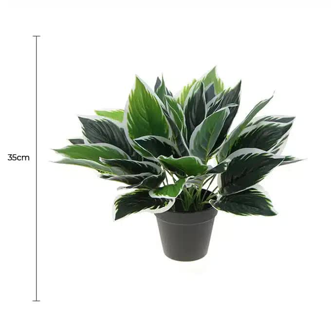 Dense Potted Artificial Calathea Plant 35cm - Green and White - Home & Garden > Greenhouses > Greenhouses & Accessories - Rivercity House & Home Co. (ABN 18 642 972 209) - Affordable Modern Furniture Australia
