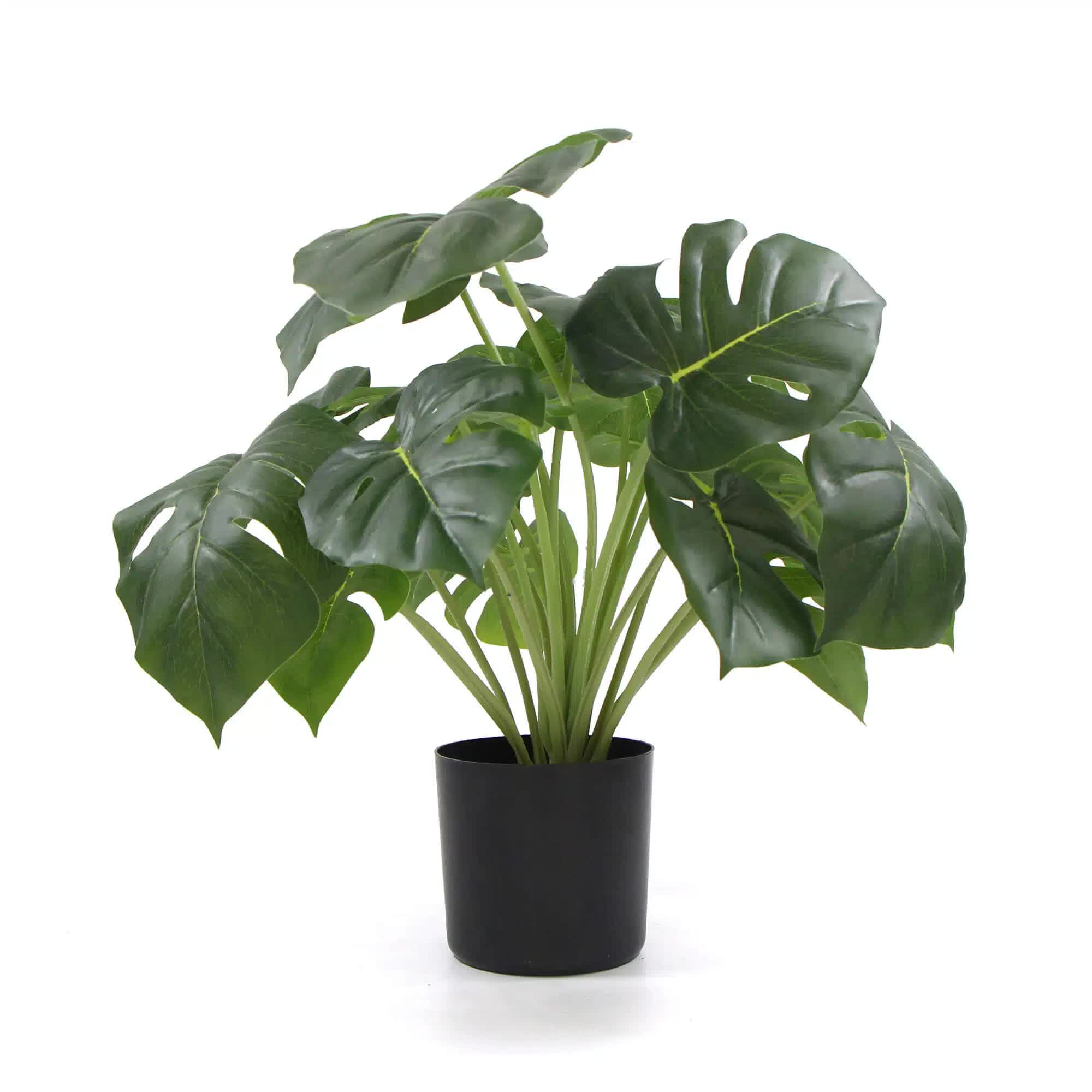 Dense Potted Artificial Monstera Deliciosa Plant 50cm with Real Touch Leaves - Green - Home & Garden > Artificial Plants > Artificial Trees - Rivercity House & Home Co. (ABN 18 642 972 209) - Affordable Modern Furniture Australia