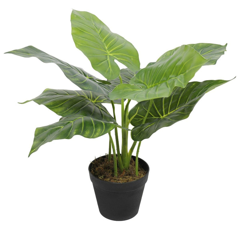 Artificial Potted Taro Plant / Elephant Ear 55cm - Rivercity House & Home Co. (ABN 18 642 972 209) - Affordable Modern Furniture Australia