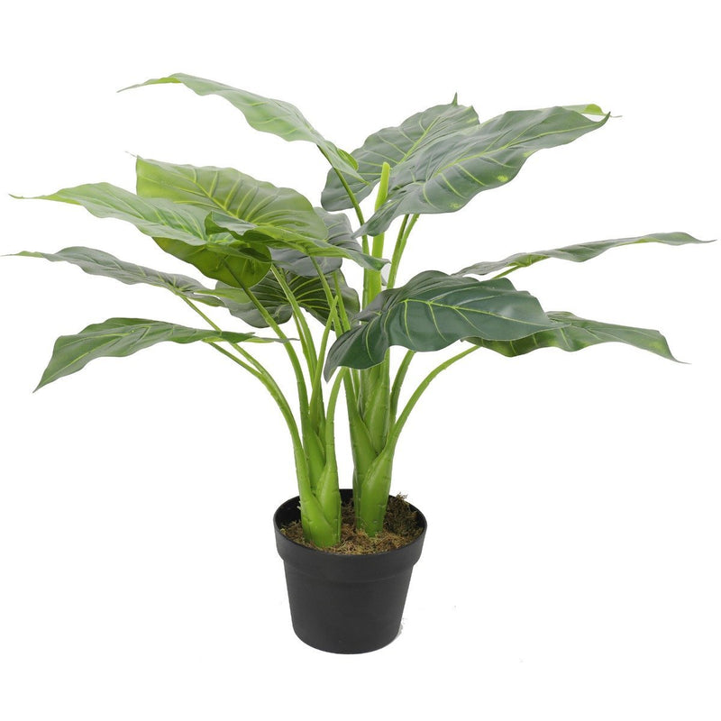 Artificial Potted Taro Plant / Elephant Ear 70cm - Rivercity House & Home Co. (ABN 18 642 972 209) - Affordable Modern Furniture Australia