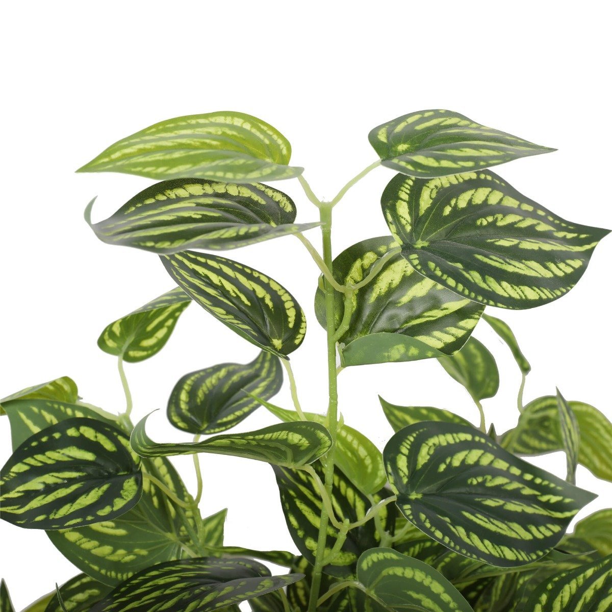 Bright Mixed Philodendron Plant 70cm - Rivercity House & Home Co. (ABN 18 642 972 209) - Affordable Modern Furniture Australia