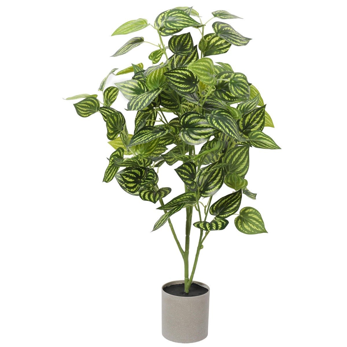 Bright Mixed Philodendron Plant 70cm - Rivercity House & Home Co. (ABN 18 642 972 209) - Affordable Modern Furniture Australia