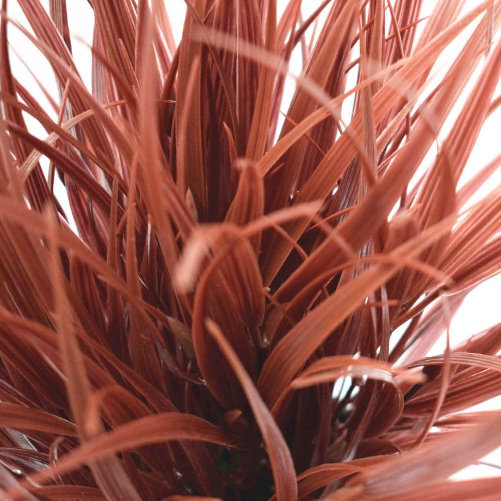 Artificial Ornamental Potted Dense Grass 38cm - Burgundy