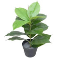 Artificial Potted Rubber Plant 55cm - Green