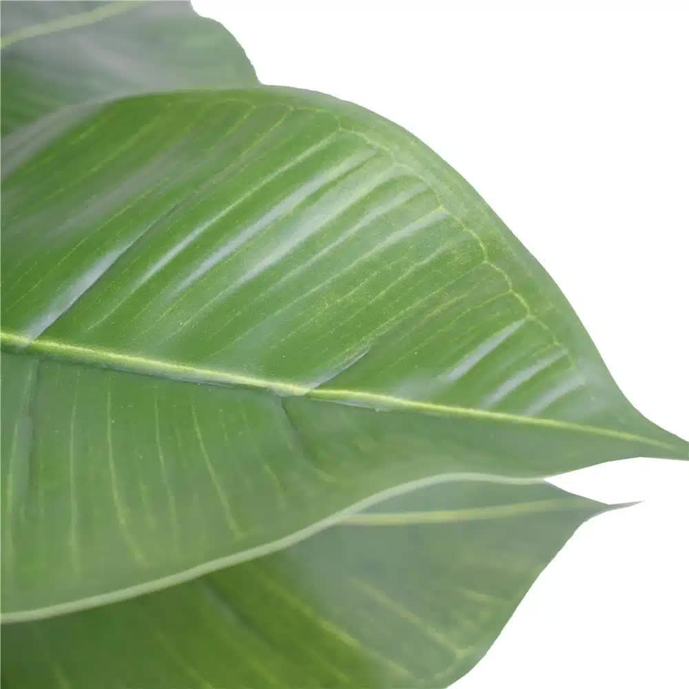 Artificial Potted Rubber Plant 55cm - Green