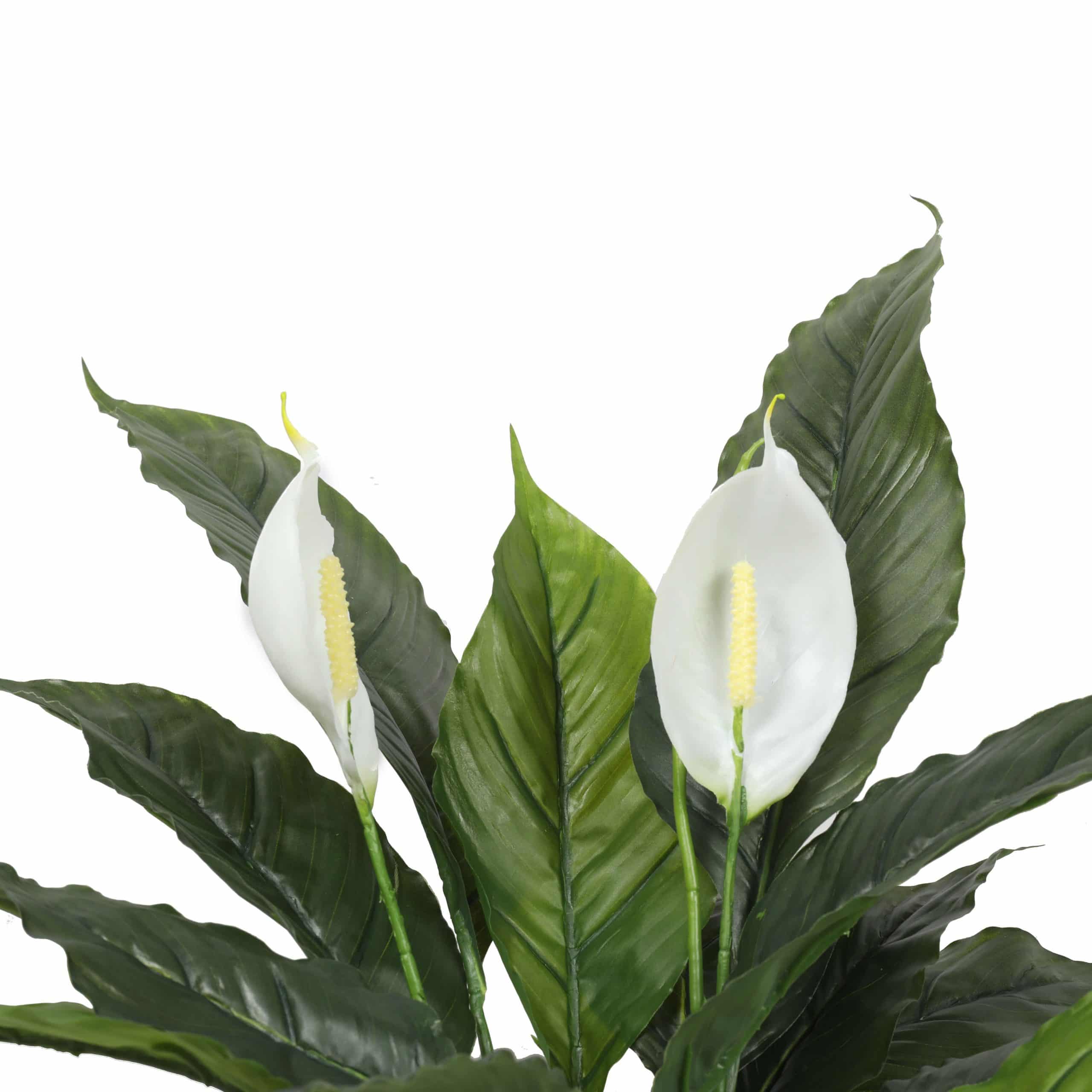 Artificial Spathiphyllum Peace Lily Plant 60cm with White Flowers - Green & White