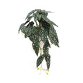 Artificial Begonia Maculata Plant in Decorative Bowl 30cm - Green