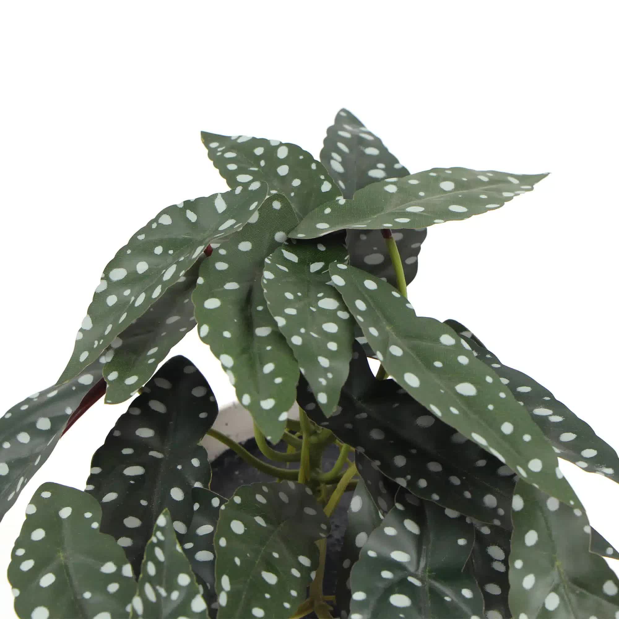 Artificial Begonia Maculata Plant in Decorative Bowl 30cm - Green