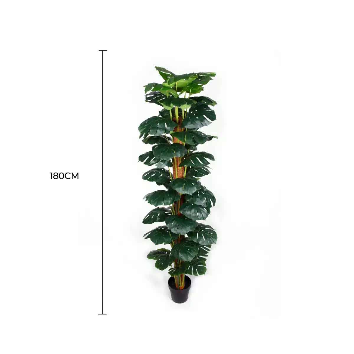 Artificial Monstera Adansonii Money Plant 180cm with Decorative Pot - Green