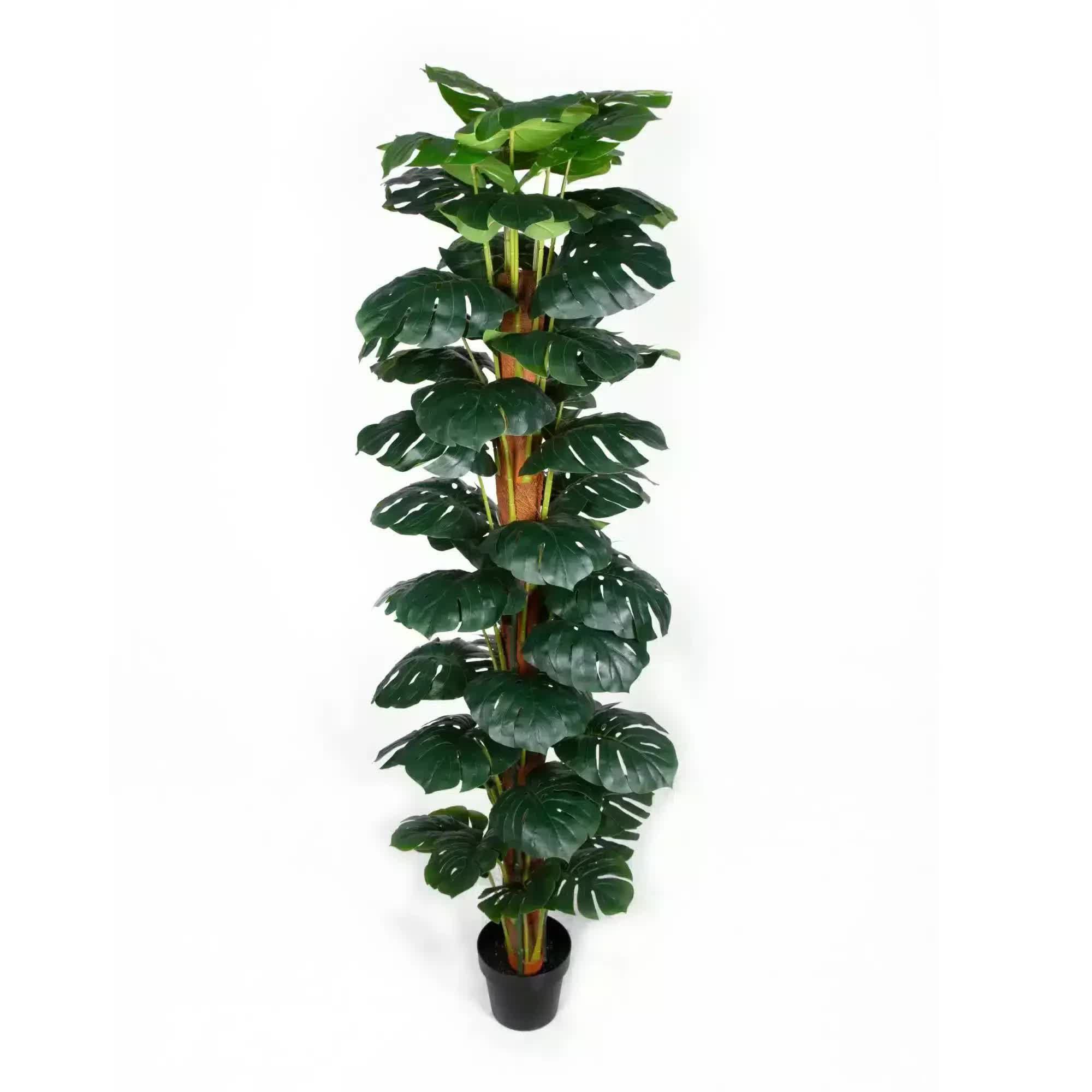 Artificial Monstera Adansonii Money Plant 180cm with Decorative Pot - Green