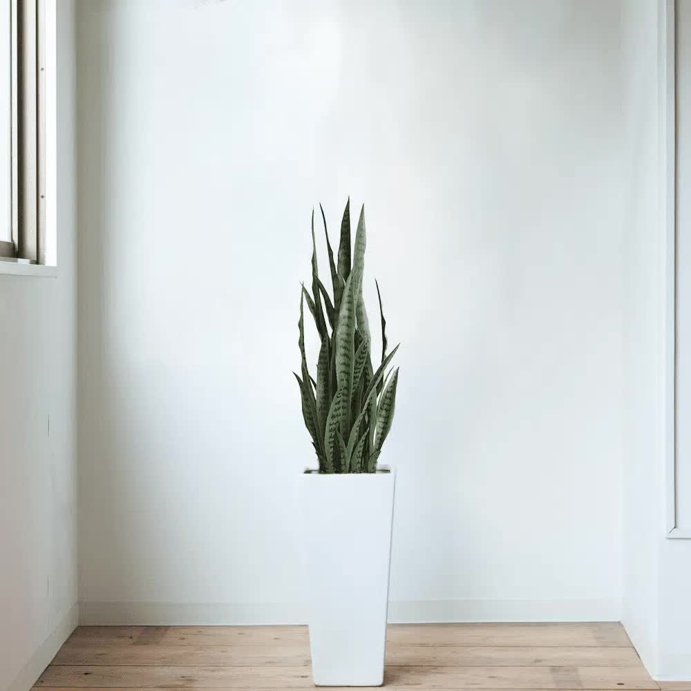 Artificial Snake Plant Sansevieria 90cm UV Resistant - Two-Tone Green