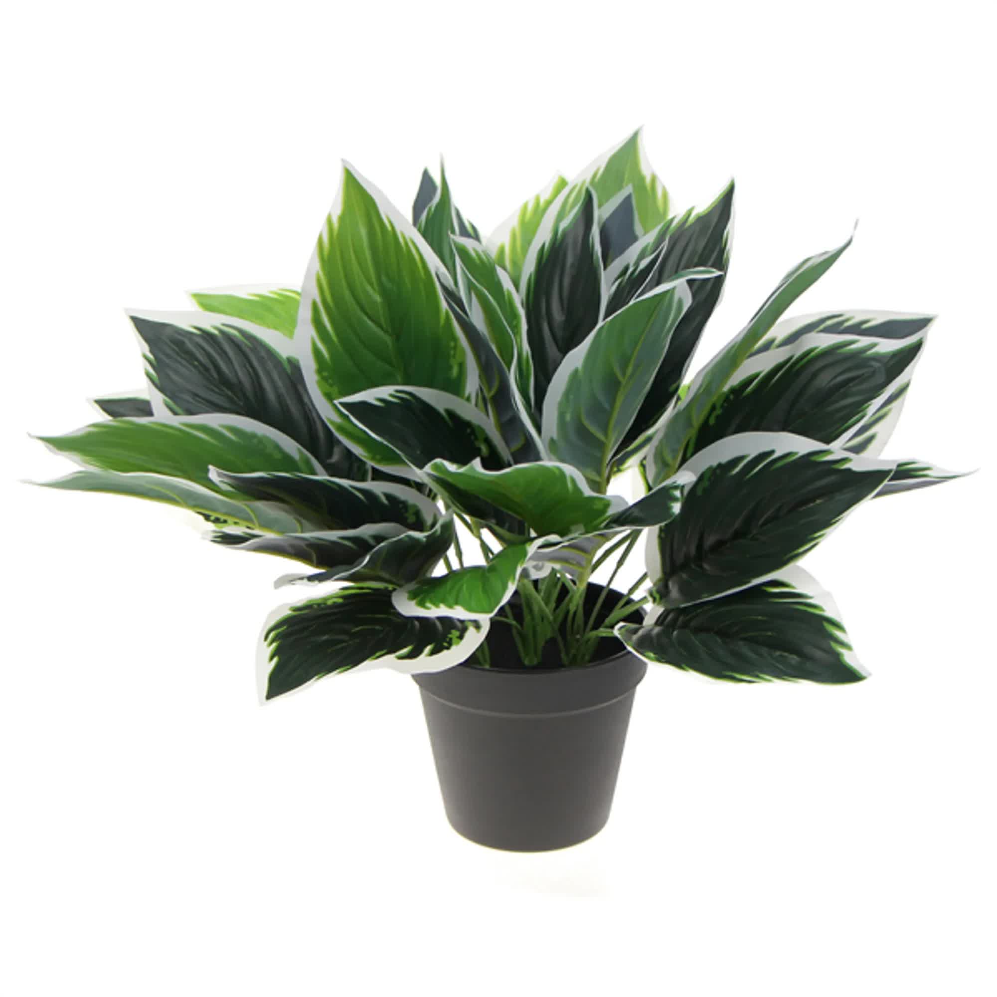 Dense Potted Artificial Calathea Plant 35cm - Green and White