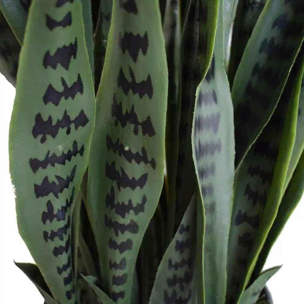 Artificial Snake Plant Sansevieria 90cm UV Resistant - Two-Tone Green - Home & Garden > Artificial Plants > Artificial Trees - Rivercity House & Home Co. (ABN 18 642 972 209) - Affordable Modern Furniture Australia