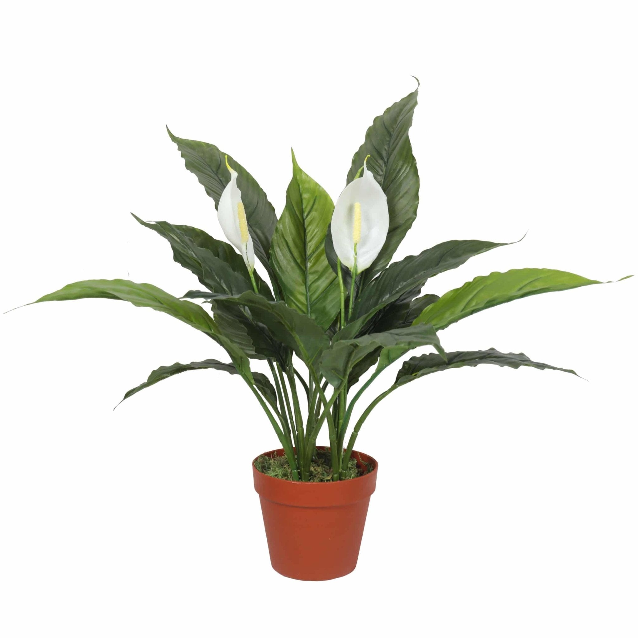Artificial Spathiphyllum Peace Lily Plant 60cm with White Flowers - Green & White - Health & Beauty > Health & Wellbeing > Wellness Accessories - Rivercity House & Home Co. (ABN 18 642 972 209) - Affordable Modern Furniture Australia