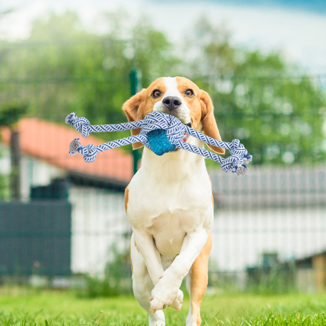 Dog Chew Toys Squeaky Puppy Pet Toy Set - Multicolor - Rivercity House & Home Co. (ABN 18 642 972 209) - Affordable Modern Furniture Australia