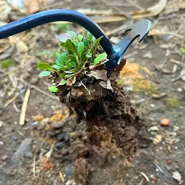 Long Manual Weeding Tool with High Carbon Steel Claw and Ergonomic Handle for Garden Beds, Yards, Lawns and Potted Plants - Black - Home & Garden > Garden Tools > Gardening Tools - Rivercity House & Home Co. (ABN 18 642 972 209) - Affordable Modern Furniture Australia