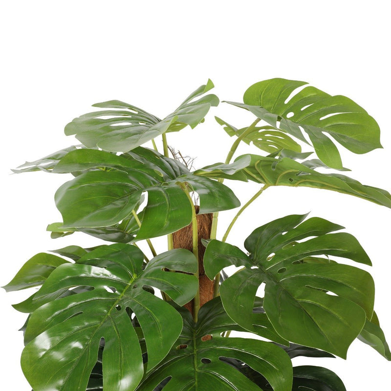 Artificial Money Plant (Monstera) with decorative pot 180cm - Rivercity House & Home Co. (ABN 18 642 972 209) - Affordable Modern Furniture Australia