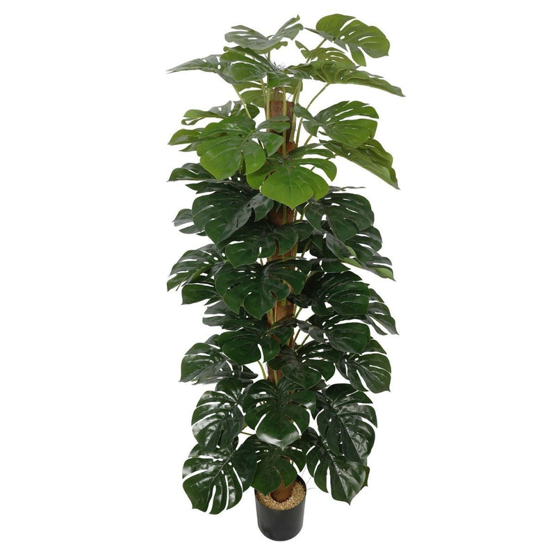 Artificial Money Plant (Monstera) with decorative pot 180cm - Rivercity House & Home Co. (ABN 18 642 972 209) - Affordable Modern Furniture Australia